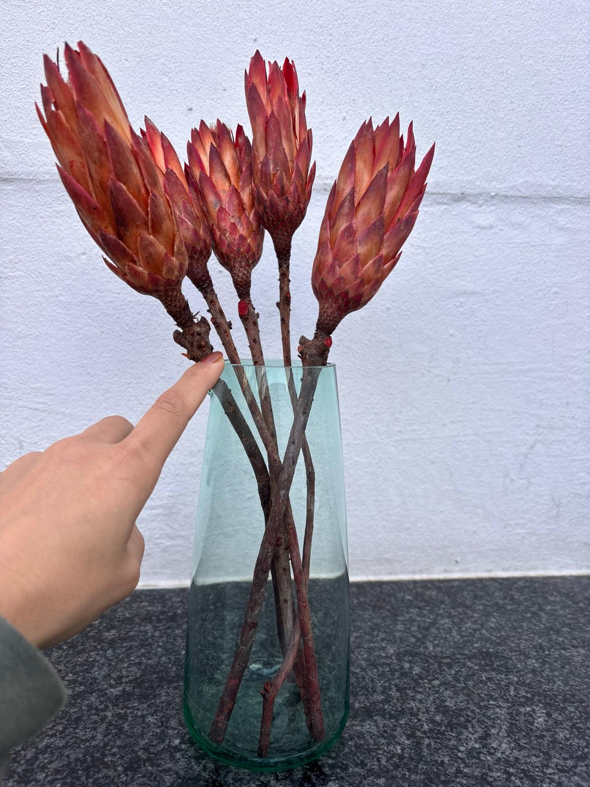 Ensemble décoratif – Vase en verre recyclé & bouquet de Proteas séchées